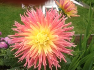 20120922-121327-dahlia